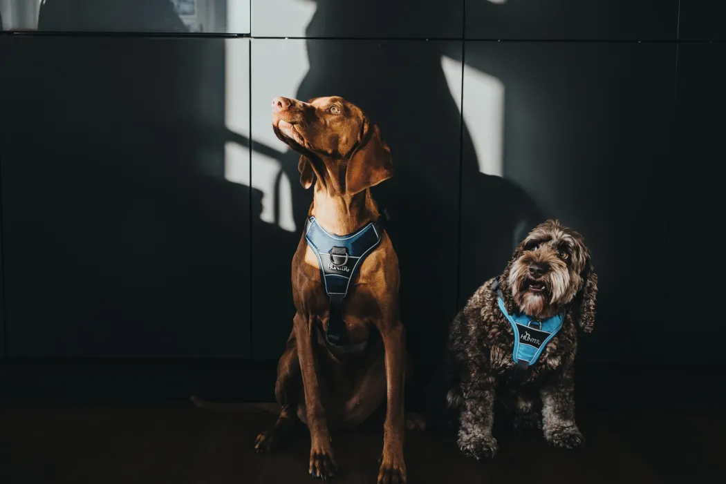 Hunter Divo hundesele L-XL lyseblå/grå just mave 79-107 cm - Sikker pasform og høj komfort