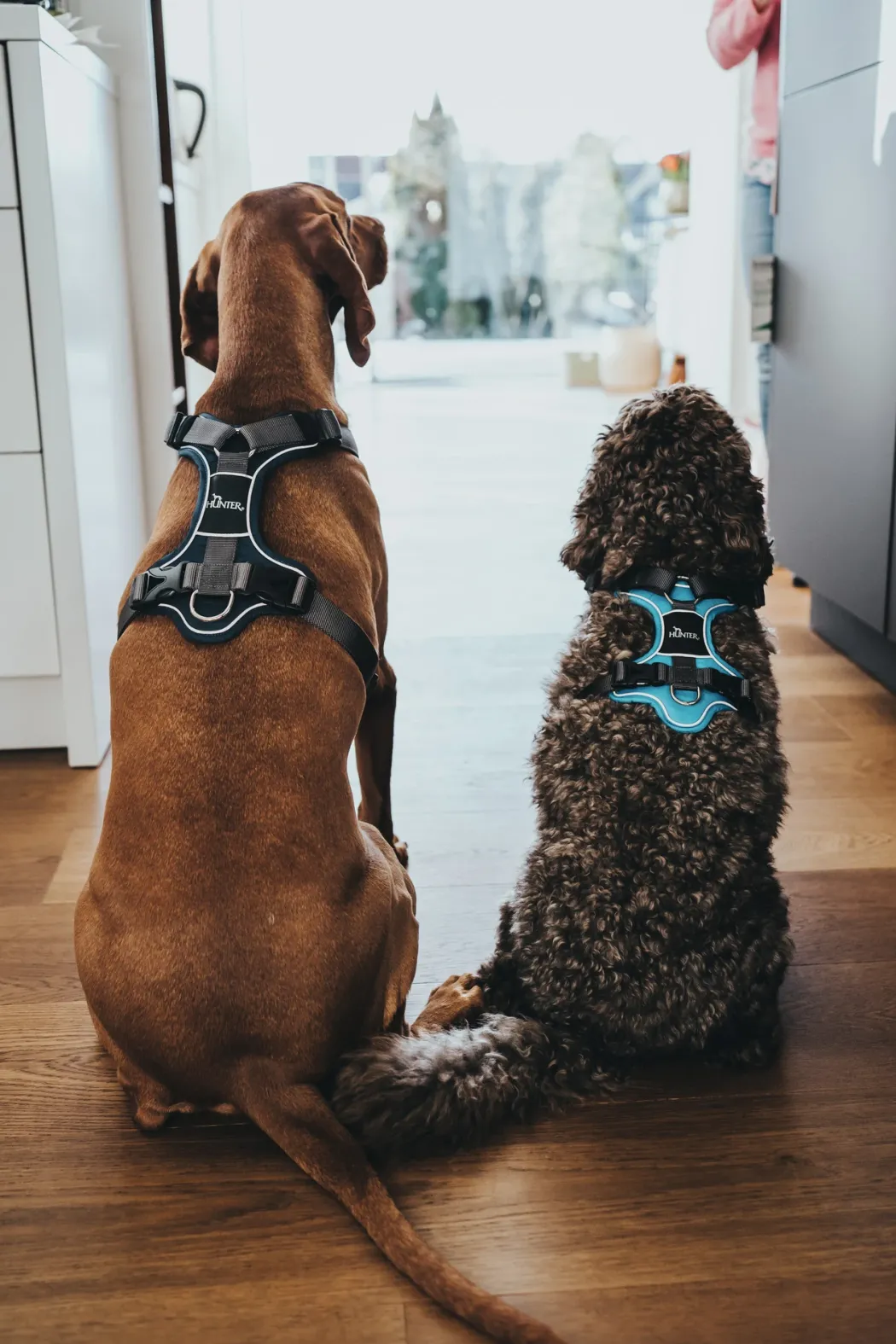 Hunter Divo hundesele L-XL lyseblå/grå just mave 79-107 cm - Sikker pasform og høj komfort