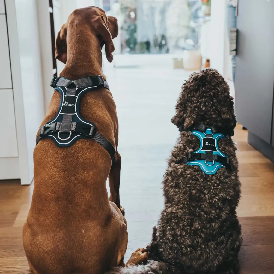 Hunter Divo hundesele L-XL petrol/grå just mave 79-107 cm - Ergonomisk komfort og refleks