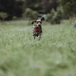 Hunter Divo hundesele L-XL rød/grå just mave 79-107 cm - Ekstra stabilitet og komfort