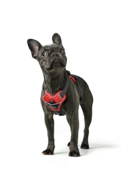 Hunter Divo hundesele L-XL rød/grå just mave 79-107 cm - Ekstra stabilitet og komfort