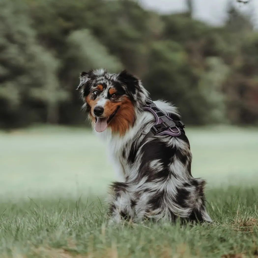 Hunter Divo hundesele L-XL violet/grå just mave 79-107 cm - Ergonomisk komfort og refleks