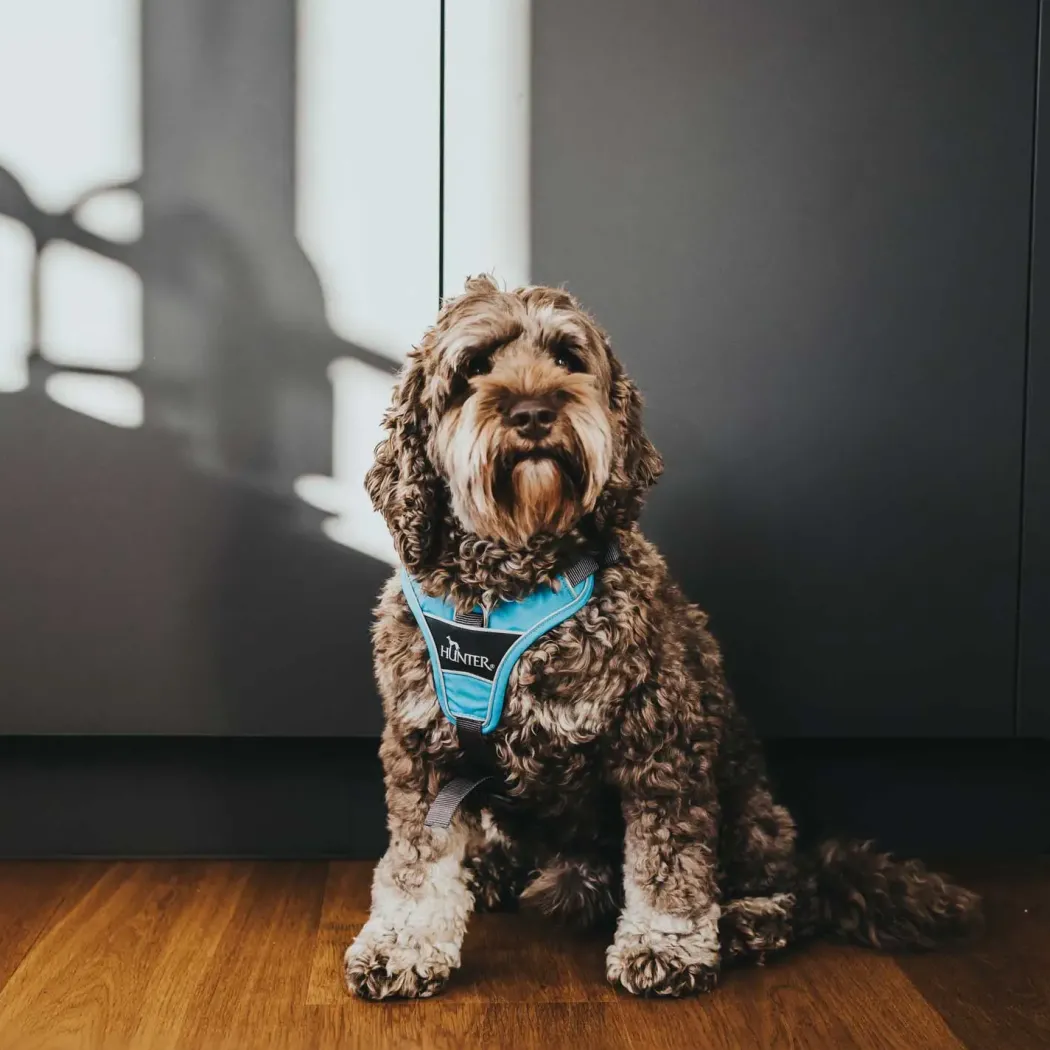 Hunter Divo hundesele M lyseblå/grå just mave 56-73 cm - Stabil pasform og aktiv komfort