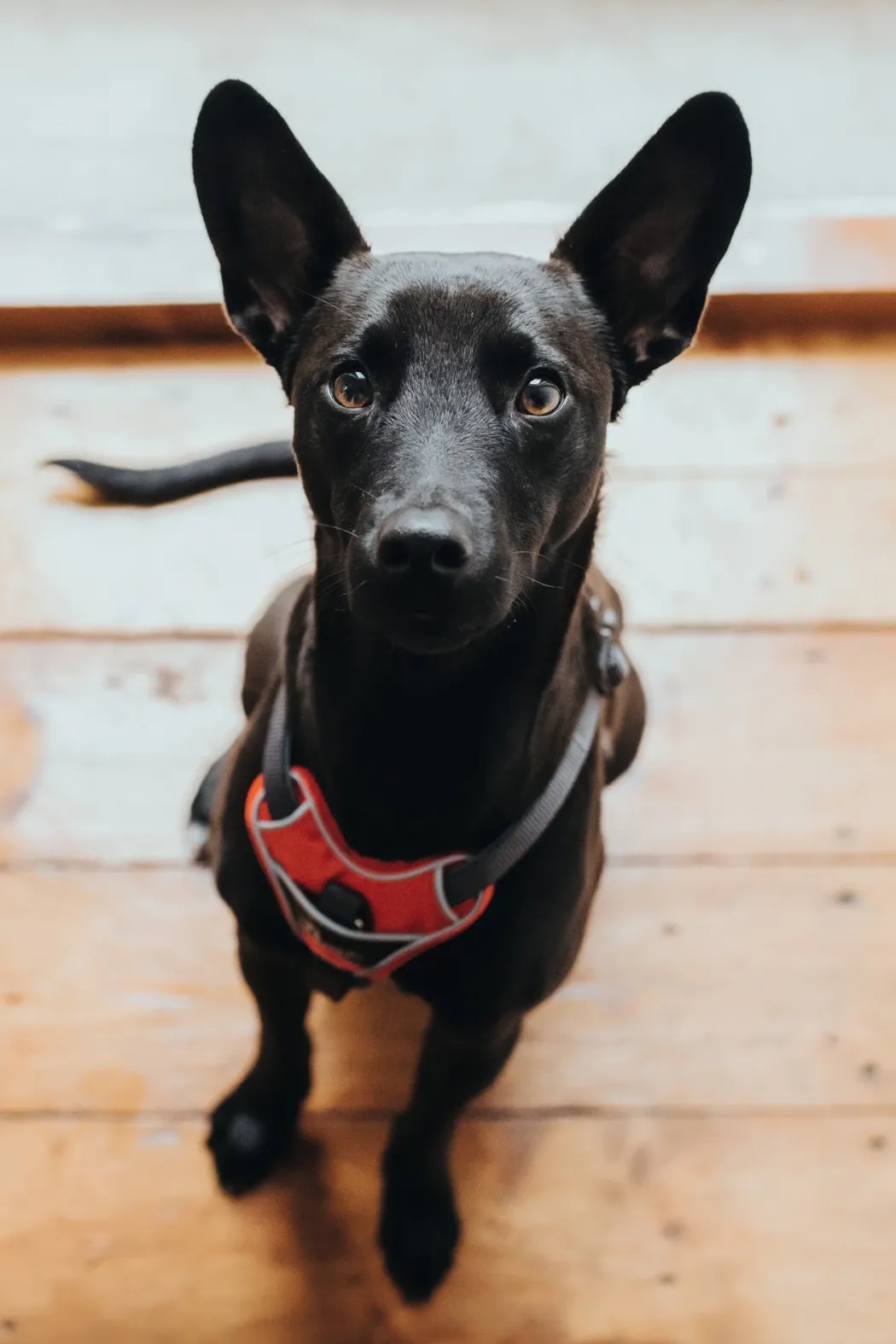 Hunter Divo hundesele M rød/grå just mave 56-73 cm - Stabil pasform og aktiv komfort