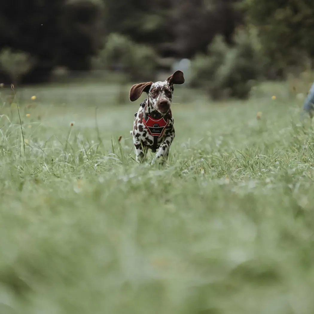 Hunter Divo hundesele M rød/grå just mave 56-73 cm - Stabil pasform og aktiv komfort