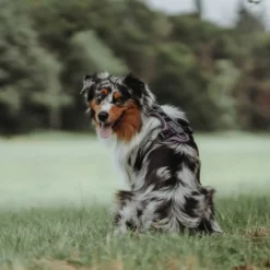 Hunter Divo hundesele M violet/grå just mave 56-73 cm - Balanceret pasform og komfort