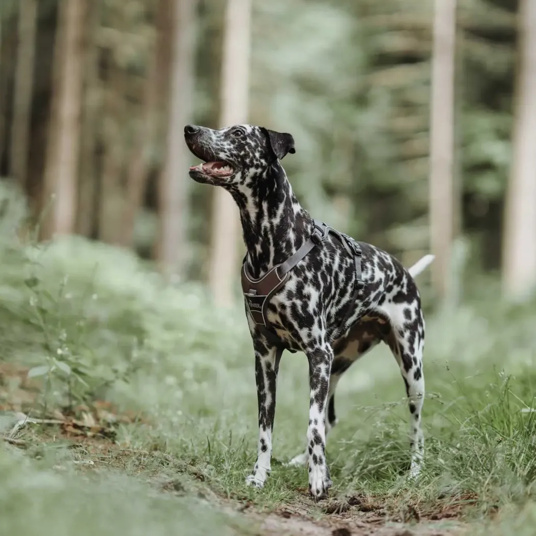 Hunter Divo hundesele S-M brun/grå just mave 52-68 cm - Fleksibel pasform og stabil støtte
