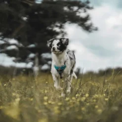 Hunter Divo hundesele S-M lyseblå/grå just mave 52-68 cm - Fleksibel støtte og komfort
