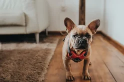 Hunter Divo hundesele S-M rød/grå just mave 52-68 cm - Fleksibel støtte til aktive ture