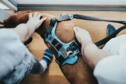 Hunter Divo hundesele XS lyseblå/grå just mave 34-47 cm - Let pasform og høj komfort