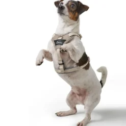Hunter Divo Up hundesele S-M beige just mave 52-56 cm - Kontrolleret bevægelse og fleksibel pasform