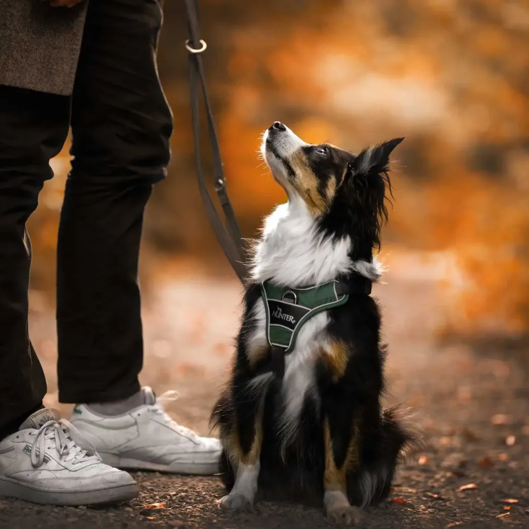 Hunter Divo Up hundesele S-M grøn/grå just mave 52-68 cm - Stabil komfort i hverdagen