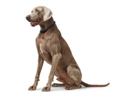 Hunter Eiby Freestyle Blå M-L - blødt hundehalsbånd i neopren