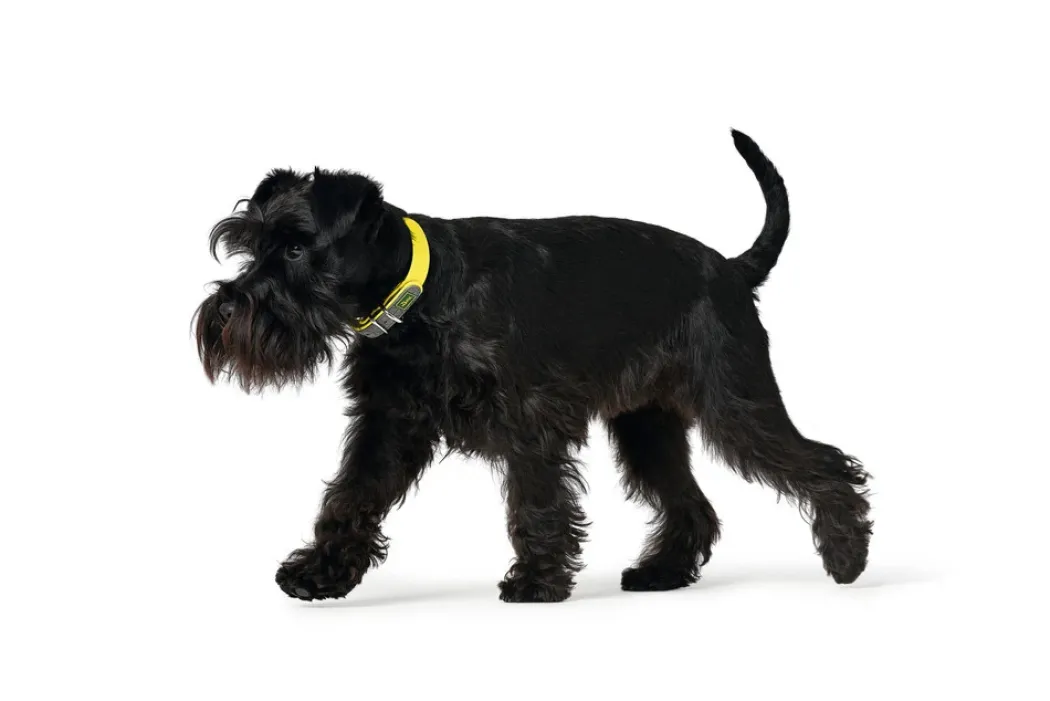 Hunter Halsbånd Convenience Gul 60 - 45-55 cm