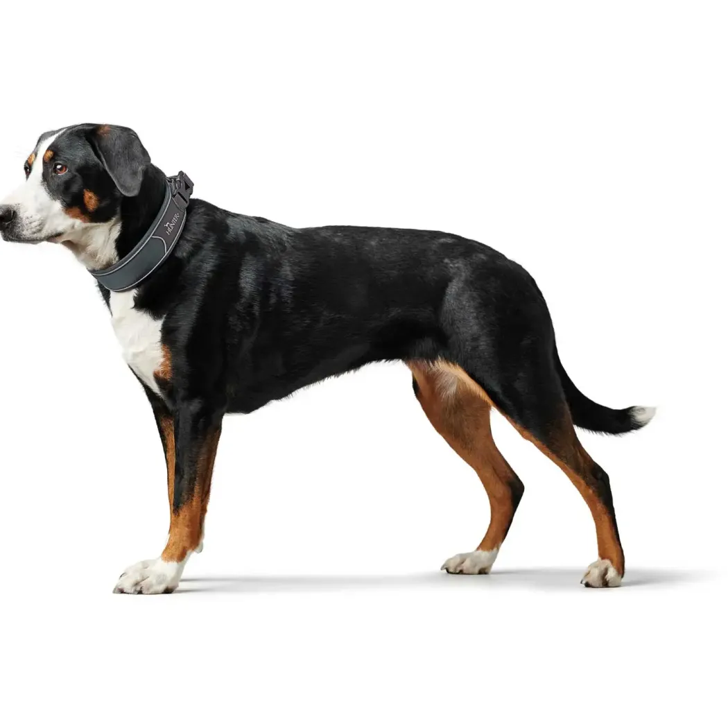 Hunter Halsbånd Divo L Grå/Grå - justerbart hundehalsbånd (45-55 cm, B 4,5 cm)