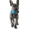 Hunter Halsbånd Divo L Lyseblå/Grå - justerbart hundehalsbånd (45-55 cm, B 4,5 cm)