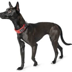 Hunter Halsbånd Divo S Rød/Grå - justerbart hundehalsbånd (25-35 cm, B 4 cm)