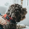 Hunter Halsbånd Divo XL Rød/Grå - justerbart hundehalsbånd (55-65 cm, B 5,5 cm)