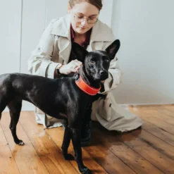 Hunter Halsbånd Divo XL Rød/Grå - justerbart hundehalsbånd (55-65 cm, B 5,5 cm)