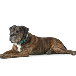 Hunter hunde halsbånd Hilo Turkis XL - justerbart hundehalsbånd (45-70 cm, B 3,8 cm)
