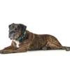 Hunter hunde halsbånd Hilo Turkis M-L - justerbart hundehalsbånd (33-50 cm, B 2,5 cm)