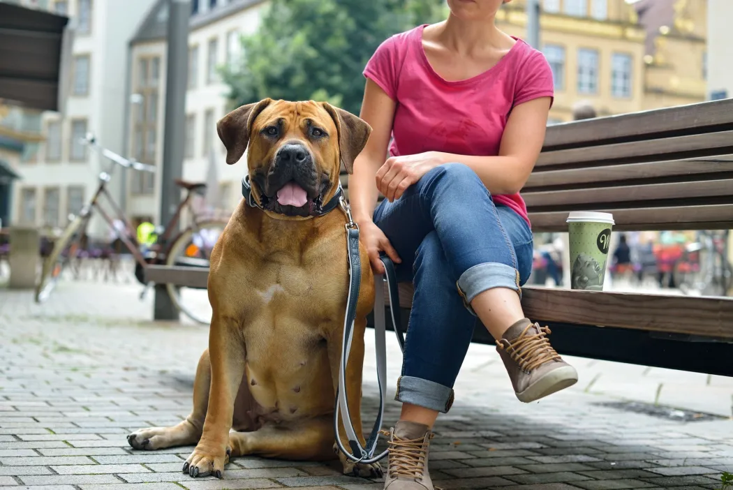 Hunter Hundehalsbånd læder Canada Elg Grå 30 - 21-25 cm