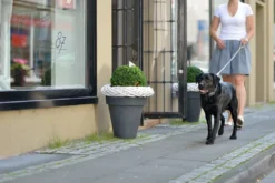 Hunter Hundehalsbånd læder Canada Elg Grå 30 - 21-25 cm