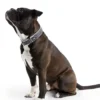 Hunter Hundehalsbånd læder Canada Elg Grå 35 - 24-30 cm