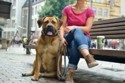 Hunter Hundehalsbånd læder Canada Elg Grå 35 - 24-30 cm