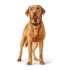 Hunter Hundehalsbånd læder Canada Elg Str.40 Sort/Cognac - 29-35 cm