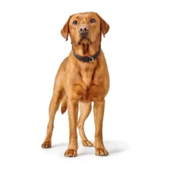 Hunter Hundehalsbånd læder Canada Elg Str.65 Sort/Cognac - 50-56 cm
