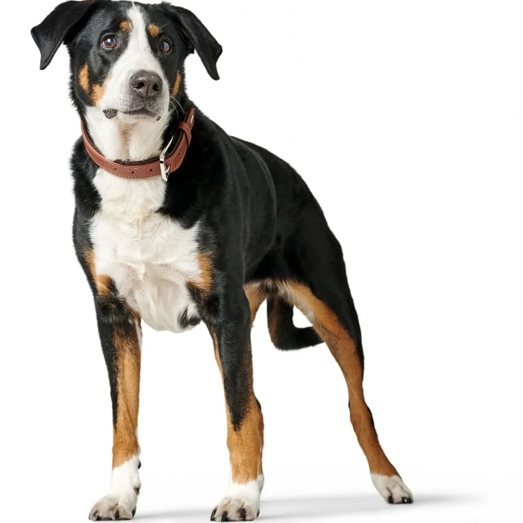 Hunter Hundehalsbånd læder Canada Elg Str 30 Cognac/Sort - 21-25 cm