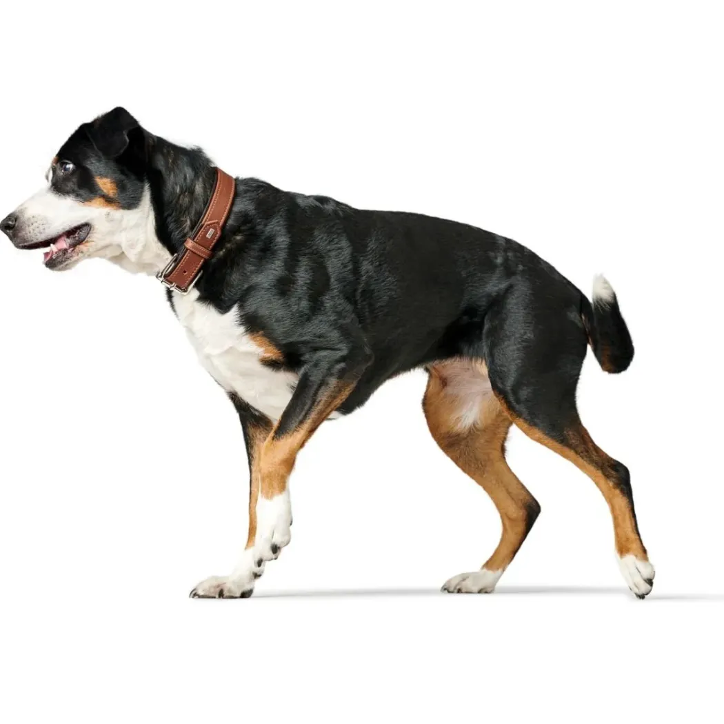 Hunter Hundehalsbånd læder Canada Elg Str.45 Cognac/Sort - 33-39 cm