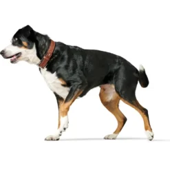 Hunter Hundehalsbånd læder Canada Elg Str.60 Cognac/Sort - 46-52 cm