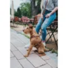 Hunter Hundesele Aalborg cognac S-M/2 - Bryst/hals 51-64 cm