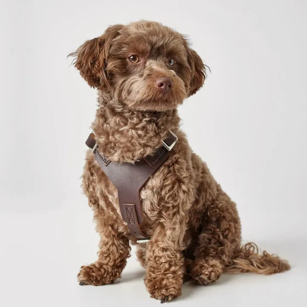 Hunter Hundesele Aalborg mørkebrun S-M/2 - Bryst/hals 51-64 cm
