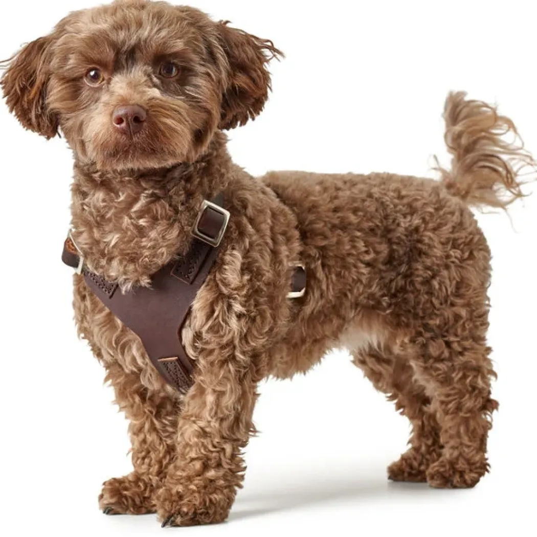 Hunter Hundesele Aalborg mørkebrun XXL (M-L/2) - Bryst/hals 62-90 cm