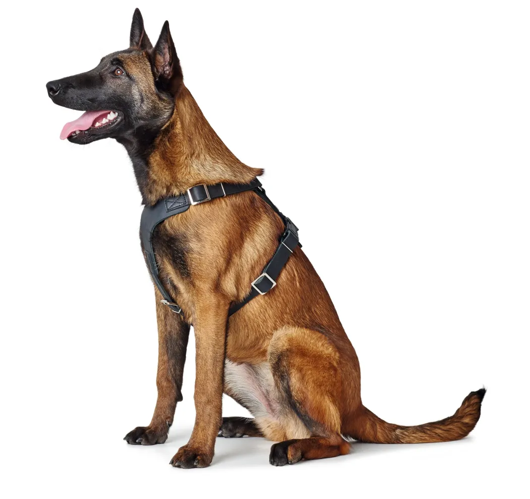 Hunter Hundesele Aalborg Sort S-M/1 - 44-56 cm bryst/hals