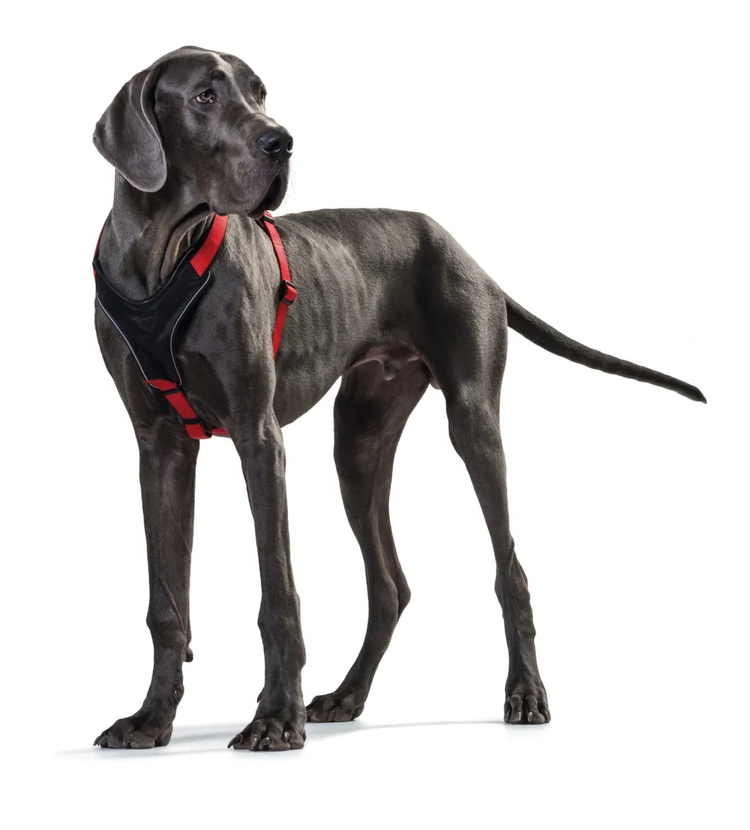 Hunter hundesele Neopren Rød XL længde 73-94 cm 2,5 cm - blød og stabil komfort