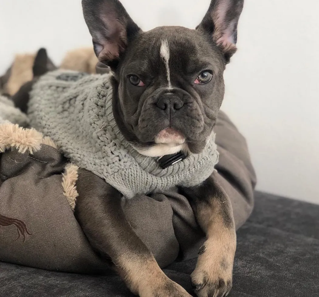 Hunter Malmø pullover strik grå str. 40