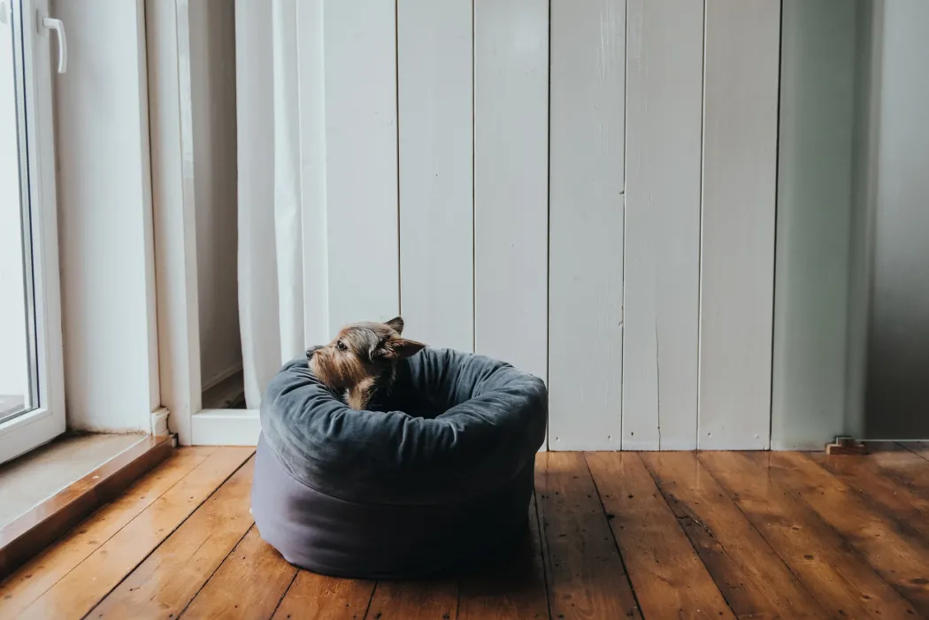 Hunter Miranda donut seng M Ø 50 cm Mørkegrå