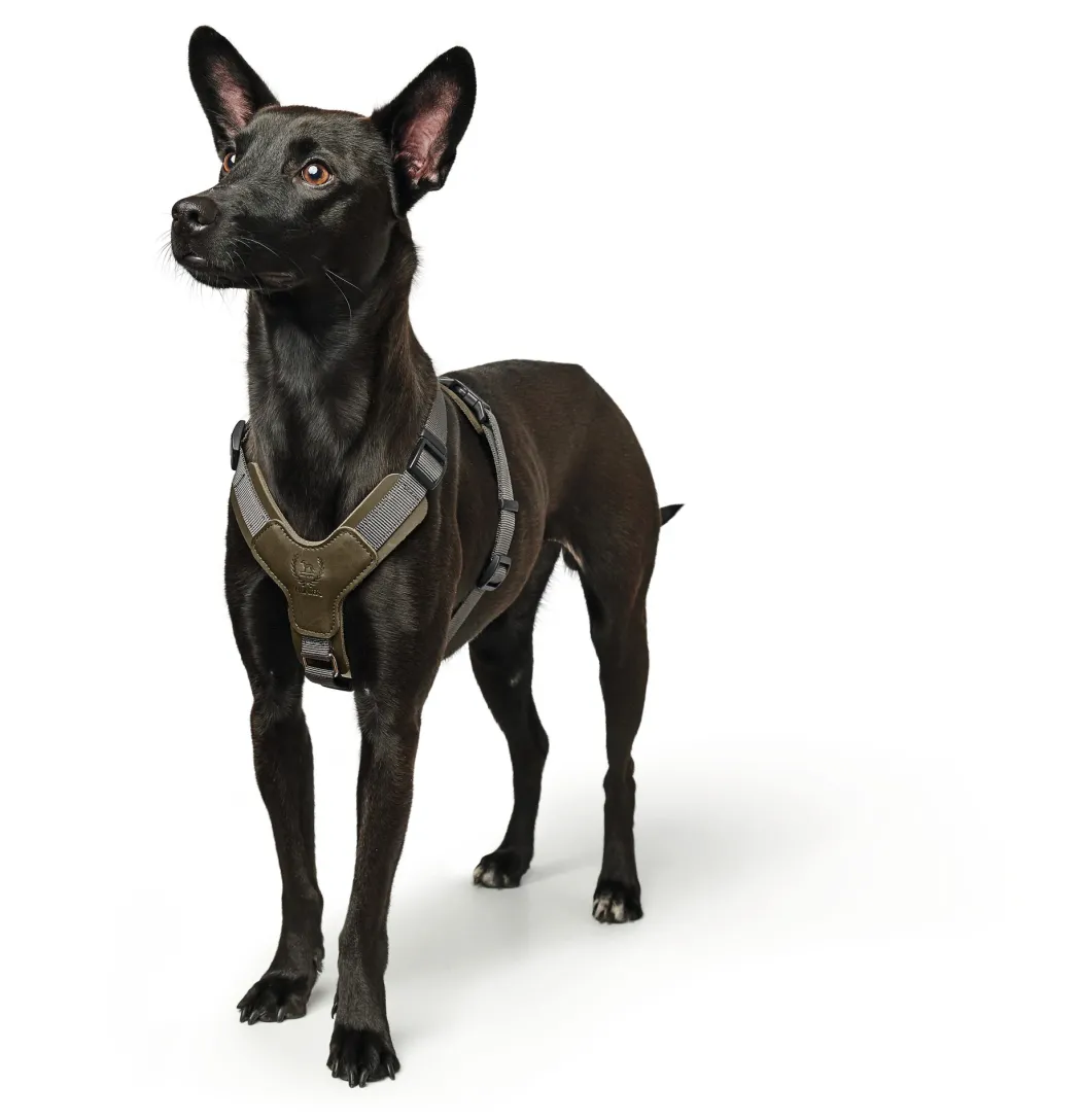 Hunter Mixed Aalborg læder hundesele XS-S grøn/grå hals 40-50 cm - komfort og kvalitet
