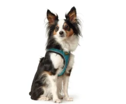 Hunter NY Hilo Comfort hundesele XS-S turkis mave/bryst 40-46 cm - Fleksibel komfort til små hunde
