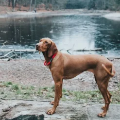 Hunter Oss Halsbånd 65 Rød - blødt hundehalsbånd i neopren