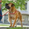 Hunter Retriever hundesnor Freestyle i sort 8 mm 170 cm