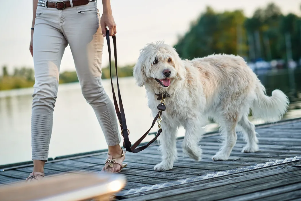 Hunter Sansibar Solid 40 Hundehalsbånd i læder - 30-36 cm