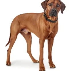 Hunter Sansibar Solid 45 Hundehalsbånd i læder - 34-40 cm
