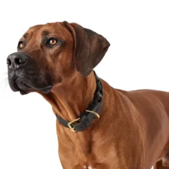 Hunter Sansibar Solid 45 Hundehalsbånd i læder - 34-40 cm