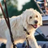 Hunter Sansibar Solid 55 Hundehalsbånd i læder - 43-49 cm