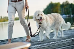 Hunter Sansibar Solid 60 Hundehalsbånd i læder - 48-54 cm